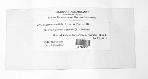 Maravalia image